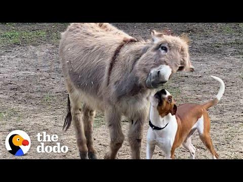 This Donkey And His Pittie BFF Do What???