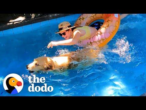 Golden Retriever Uses His Mom's Raft To Save His Ball From Pool #Video