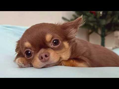 I Never Expected Cute PUPPIES to Be This Hilarious... #Video