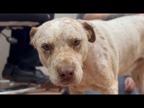 Rescue dog risks own life to save his family #Video