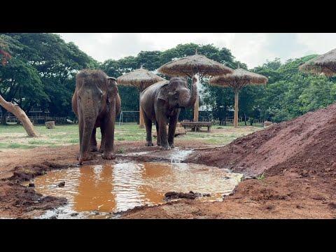 Rudee, Arun, and FhunDee Before and After Rescue - ElephantNews #Video