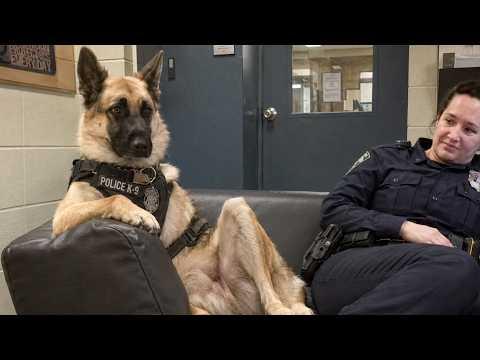 When Your German Shepherd Takes His Job Too Seriously #Video