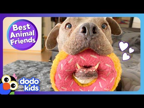 Have You Ever Seen A Dog Love Donuts This Much?! | Dodo Kids #Video