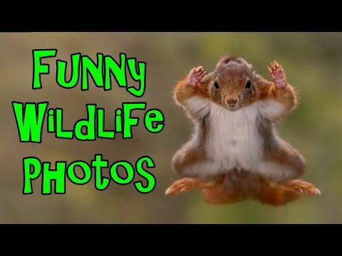 Funny Wildlife Photos Comedy Awards #Video
