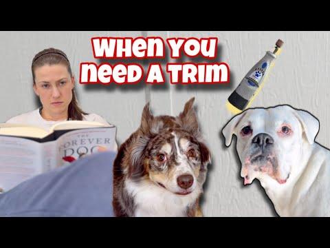 The Dogs Avoid a Nail Trim | Layla The Boxer #Video