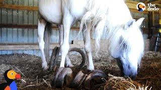 Horse With Overgrown Hooves Rescued From Barn | The Dodo