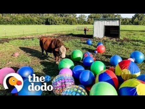 Mom Will Do Anything To Make Her Bull Happy #Video