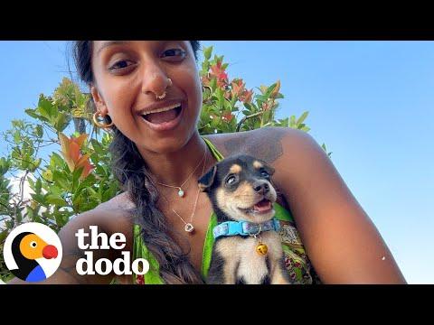Couple On Vacation Gets Handed A Tiny Street Puppy #Video