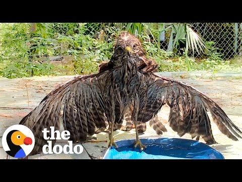 Hawk Rescued From Backyard Pool During Intense Heat Wave