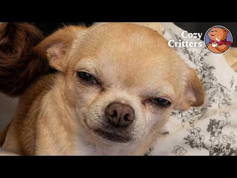 The 2kg Puppy With an Old Lady Face Who Judges Everyone #Video