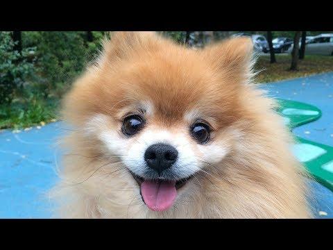 Most Adorable Cute and Fluffy Animals Compilation
