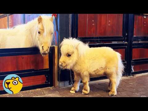 Mini Horse Saved From Auction Bosses #Video