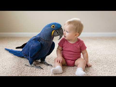 Parrots LOVE Their Humans More Than You Know #Video
