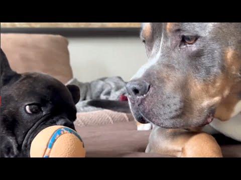 Dog devastated after losing ball #Video