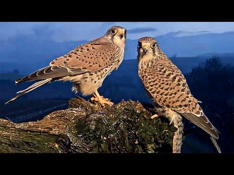 Kestrel Pair Share Dinner For Two | Jenny & Jasper | Robert E Fuller #Video