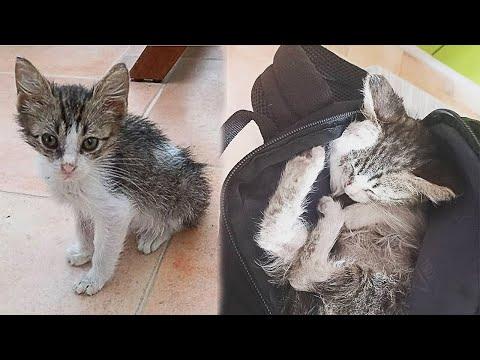 Stray Kitten Falls Asleep In a Woman's Backpack, Realizing It Is Safe #Video