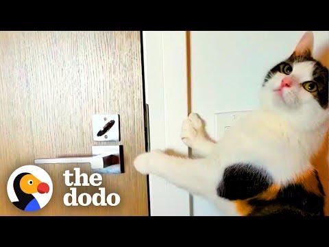 Cat Is Obsessed With Her Neighbor Down The Hall #Video