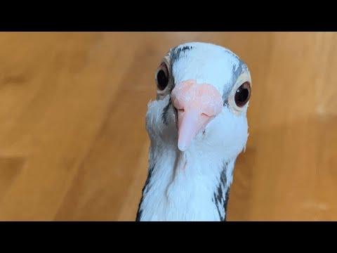 Racing pigeon can no longer fly. So this woman adopted him. #Video