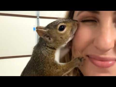 Squirrel visits his rescuer every day #Video