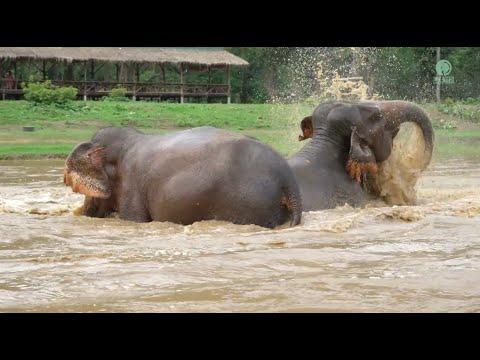 When the water levels are high, excitement runs higher - ElephantNews #Video