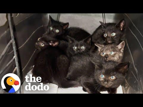 Woman Rescues Six Tiny Kittens From A Parking Garage #Video