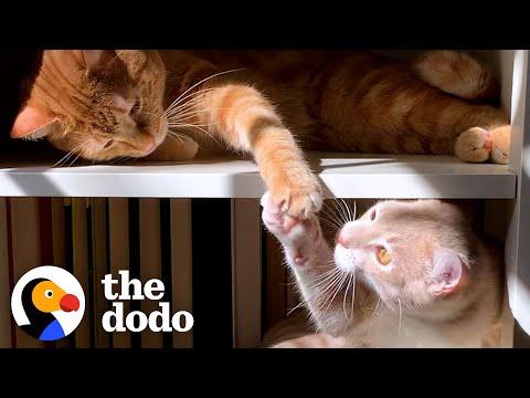 Cat Hates His New Kitten Brother Until...  #Video