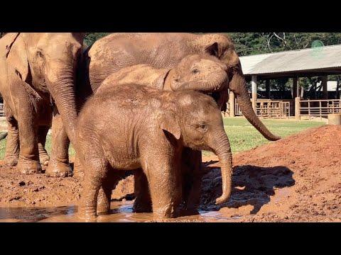 ChomPu & MuayLek Welcome Baby SaNgae into Their Herd! - ElephantNews #Video
