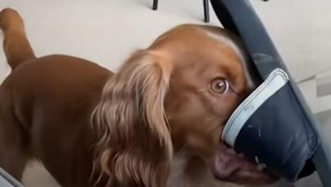 Dogs are truly the kings and queens of comedy #Video