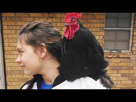 This Rooster Walks His Favorite Girl to the Bus Every Morning #Video