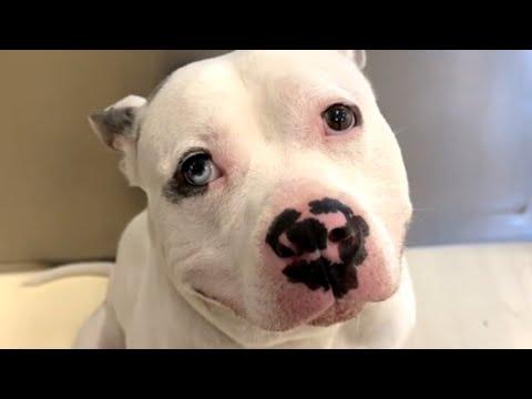 Woman's love for shelter dog ends unexpectedly #Video