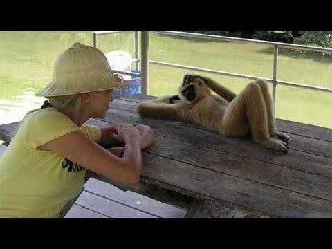 Animals Never Fail To Make Us Laugh #Video