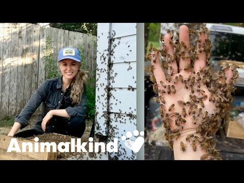 Beekeeper rescues bees with her bare hands | Animalkind #Video