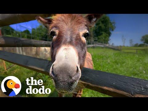 Heartbroken Donkey Finally Finds His Happy Again #Video