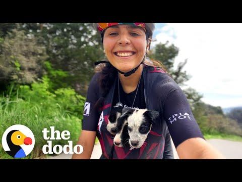 Friends On A Bike Ride Find A Litter Of Abandoned Puppies #Video