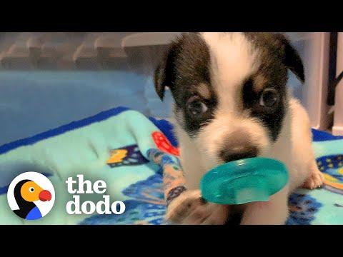 Puppies Won't Let Go Of Their Pacifiers #Video