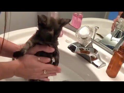 Everyone abandoned this weird-looking kitten. Then she found her soulmate. #Video