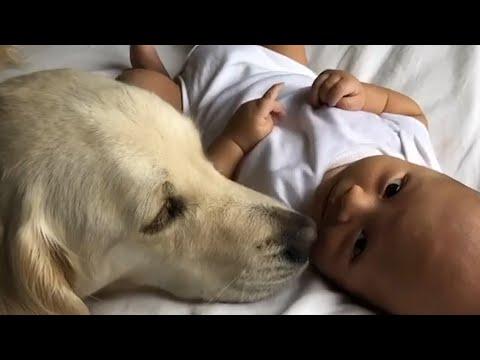 Golden Retriever Keeps Her Little Brother Safe  #Video