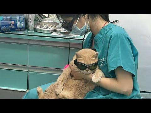 When your Cat Learning to Trust the Vet #Video