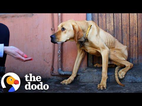 Starving Dog Who Lived His Life On A Chain Is A Big Goofy Baby Now #Video