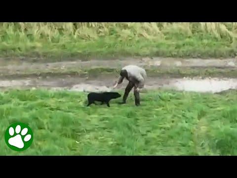 Drone Captures Beautiful Moment Blind, Lost Dog Is Reunited With Owner #Video