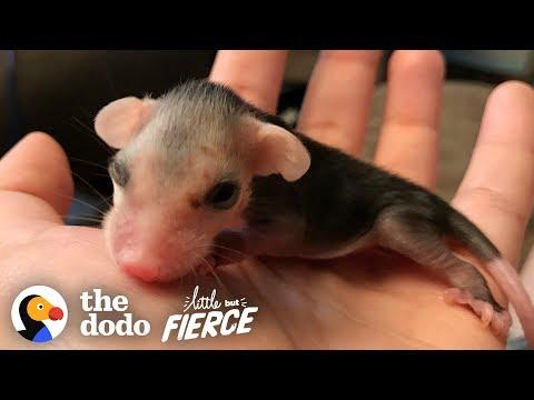 Tiniest Pink Baby Opossum Grows up to Be Adorably Ferocious | The Dodo Little But Fierce