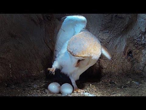 Barn Owl Lays Unusually Small Clutch of Eggs | Robert E Fuller #video