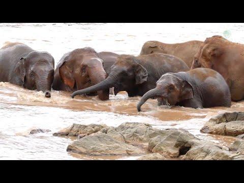 Happy Herd at Elephant Nature Park: A Beautiful Moment of Play and Unity - ElephantNews #Video