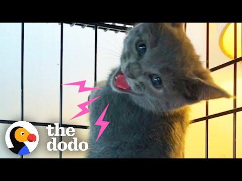 Spicy kitten wouldn't stop hissing — until she was put in a purrito #Video