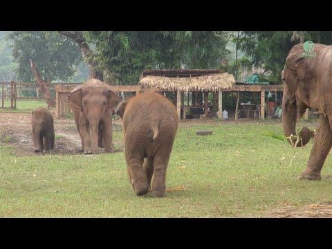 Baby Elephant Wan Mai Run To See Her Friend And Have A Conversation - ElephantNews #Video