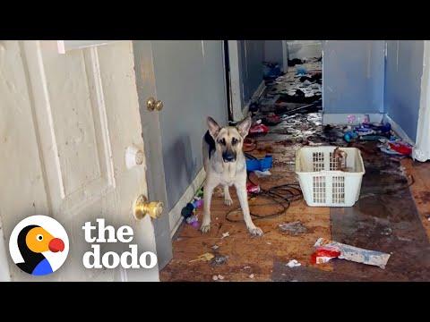 German Shepherd Rescued From Abandoned Home Gets The Best Holiday Surprise! #Video