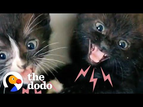 Hissing Kittens Are So Scared But With Time And Love Something Amazing Happens Video