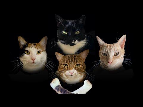 Bohemian Catsody - A Rhapsody Parody Song for Every Cat Queen and King! #Video