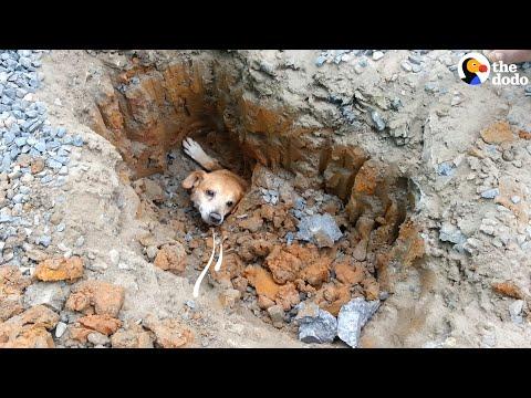 Dog Stuck In Pipe Gets Dug Out #Video