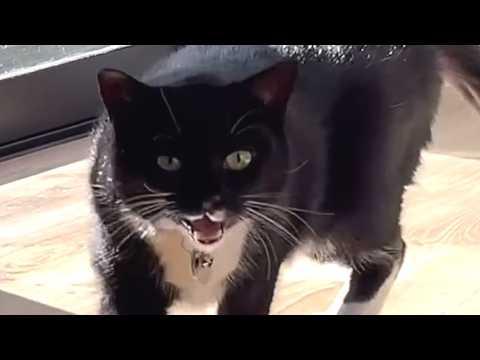 Cat's meow changed after suspected respiratory infection #Video